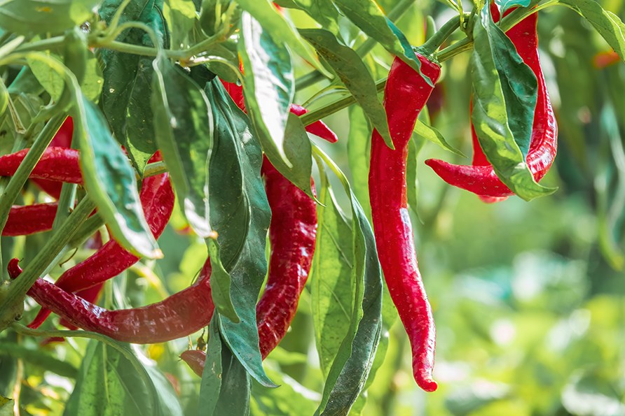 Chilifrukt