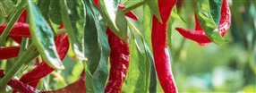 Chili, capsaicin