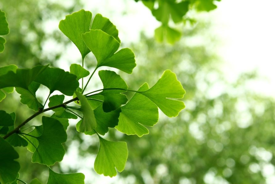 Ginkgo biloba-blad.