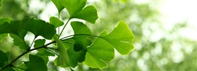 Ginkgo biloba: Allt du behver veta