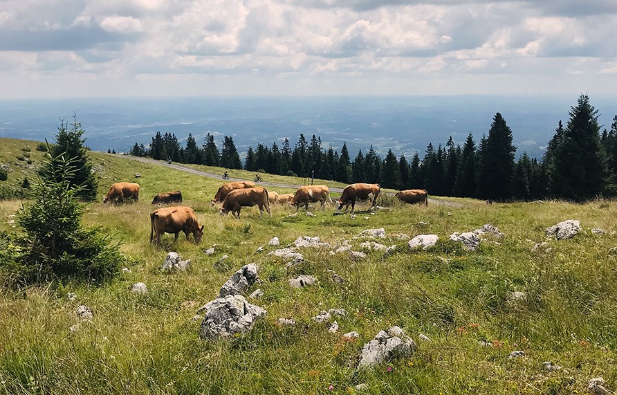 Kossor som betar p� en stor, gr�nskande betesmark, d�r �ven granar v�xer.
