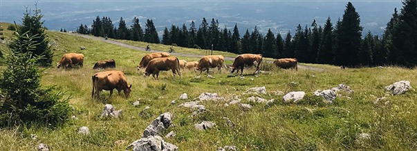 Guide: Allt om gr�sbetat k�tt (grass fed)