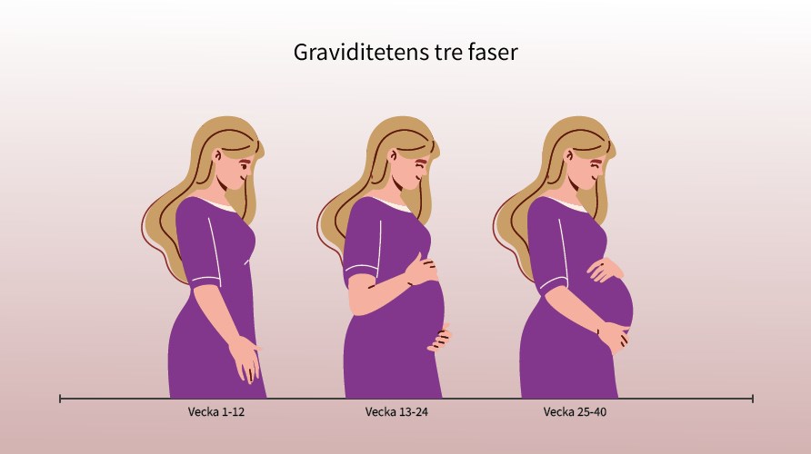Illustration av graviditetens tre faser, som visar en och samma kvinna med en vxande mage i takt med fasernas gng. 