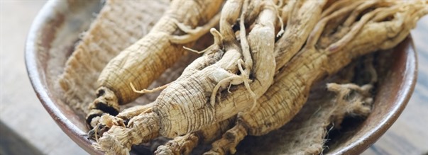 Allt om den populra ginseng-roten