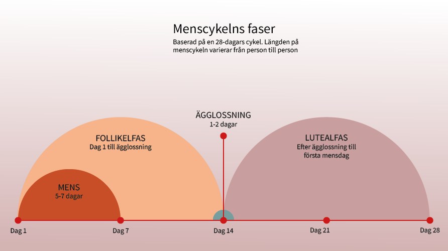 Illustration av menscykelns olika faser.