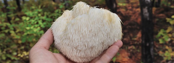 Allt om lions mane (igelkottstaggsvamp)