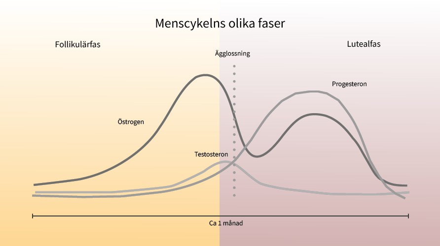 Graf p menscykelns olika faser.