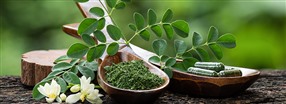 Mirakeltrdet moringa