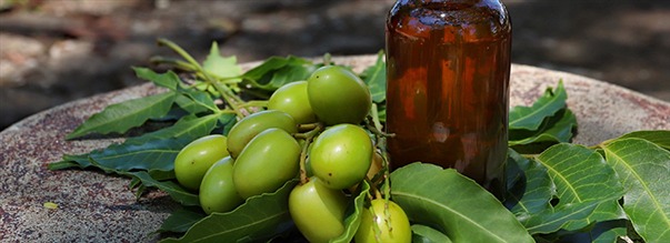 S� anv�nder du neemolja