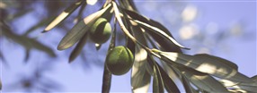 Hälsoeffekter av olivbladsextrakt