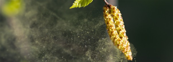 Pollenallergi
