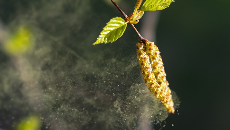 N�rbild p� en bj�rkgren med h�ngen d�r ett moln av pollen sprids ut i luften.