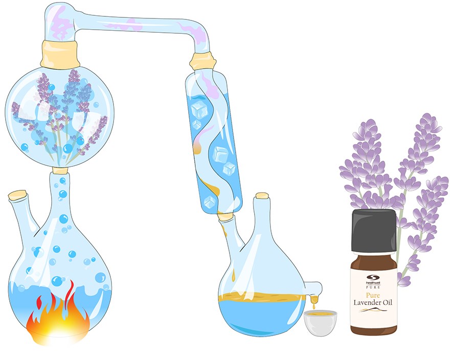 Bild på labutrustning som visar hur tillverkningsprocessen av eteriska oljor går till. Slutresultatet visar PURE lavendelolja i en flaska. 
