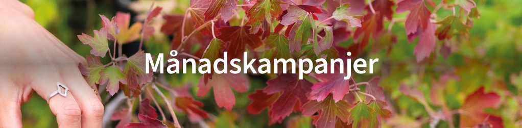 Mnadskampanjer